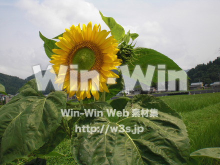 ひまわりの写真素材 W-000119