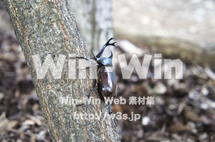 カブトムシオスの写真素材 W-000436