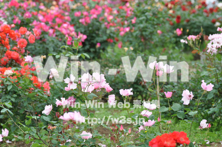 バラの写真素材 W-001293