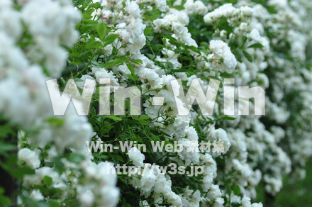 バラの写真素材 W-001311