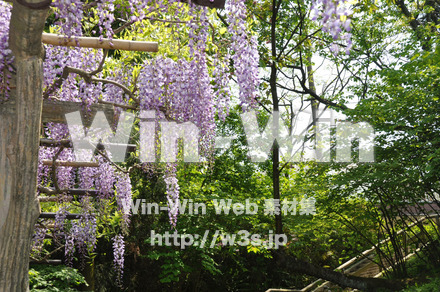 藤の写真素材 W-000195