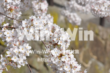 桜の写真素材 W-001453