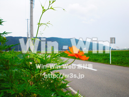 コスモスの写真素材 W-001240