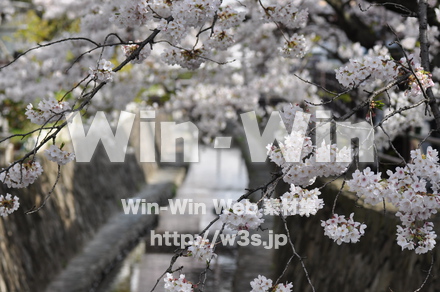 桜の写真素材 W-001463