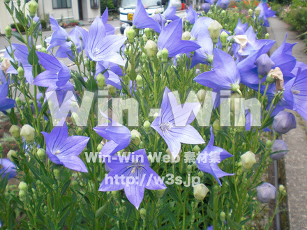 桔梗の写真素材 W-000265