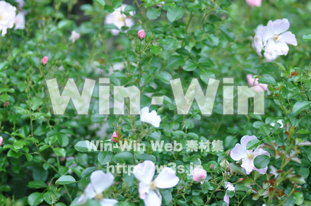 バラの写真素材 W-001325