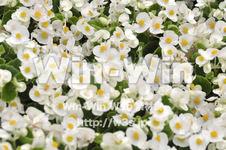 バラの写真素材 W-001260