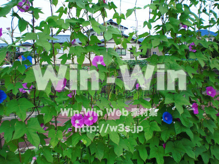 あさがおの写真素材 W-000033