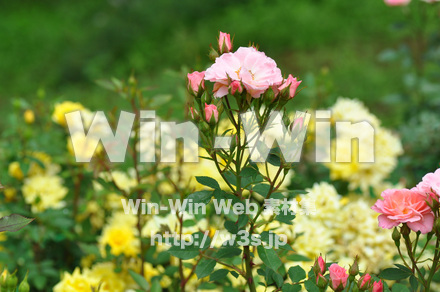 バラの写真素材 W-001339