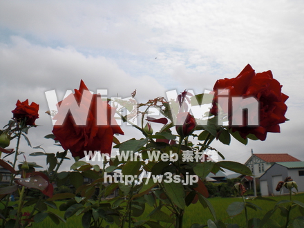 バラの写真素材 W-001370