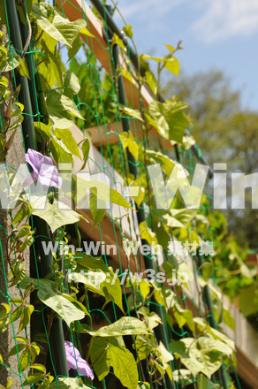 あさがおの写真素材 W-000047