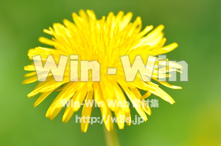 たんぽぽの写真素材 W-000144