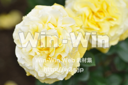 バラの写真素材 W-001271