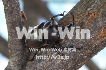 カブトムシオスの写真素材 W-000444