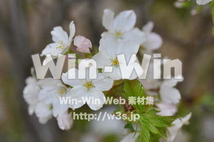 桜の写真素材 W-001468