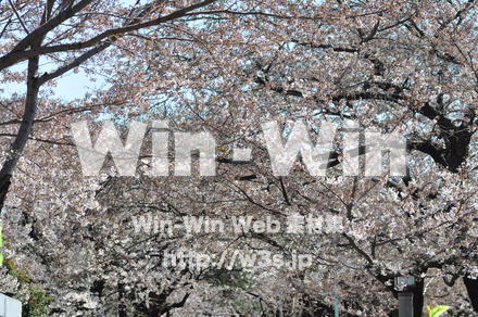 桜の写真素材 W-001471