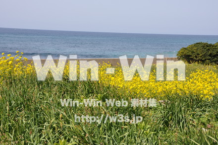 菜の花の写真素材 W-001051