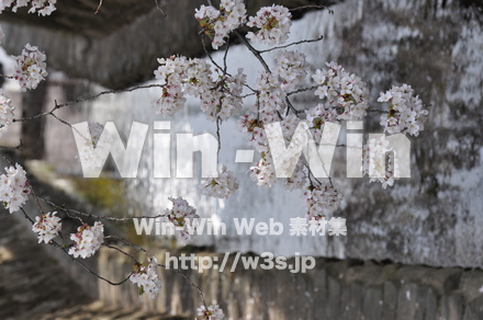 桜の写真素材 W-001461
