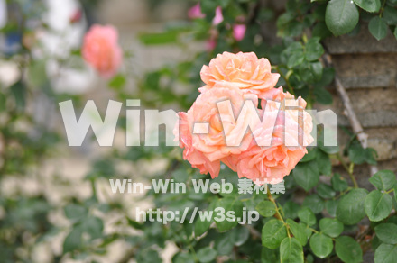 バラの写真素材 W-001318