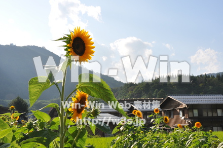 ひまわりの写真素材 W-000062