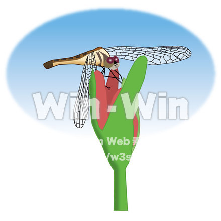 トンボのCG・イラスト素材 W-000534