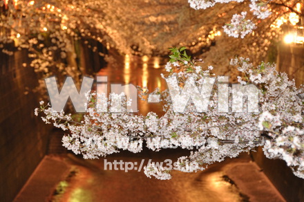 桜の写真素材 W-001440