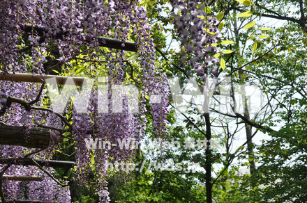 藤の写真素材 W-000197