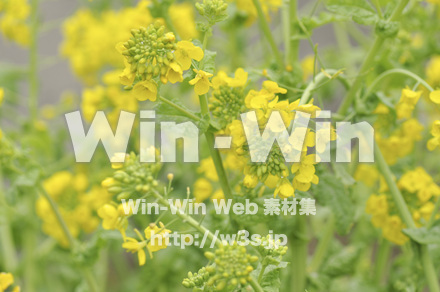 菜の花の写真素材 W-001068