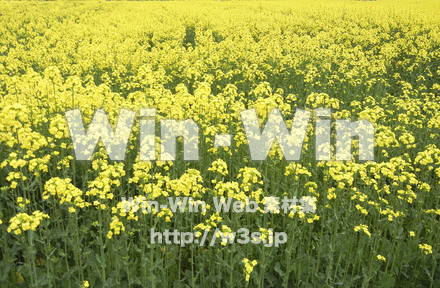 菜の花の写真素材 W-001070