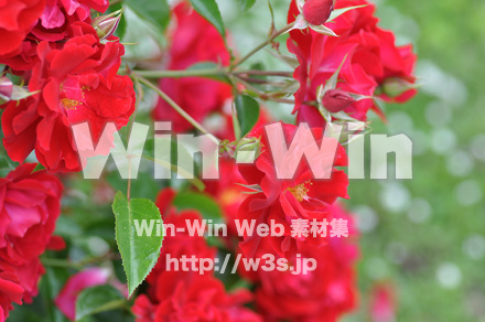 バラの写真素材 W-001351