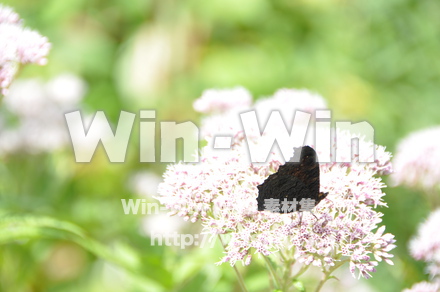 蝶の写真素材 W-001638