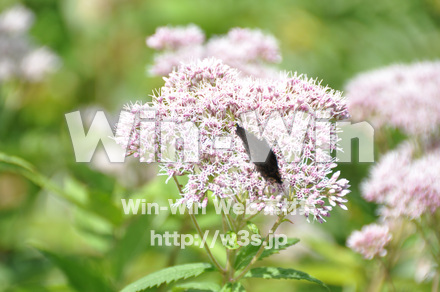 蝶の写真素材 W-001636