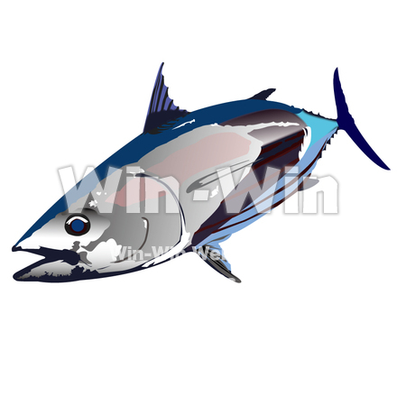 かつおのCG・イラスト素材 W-001932