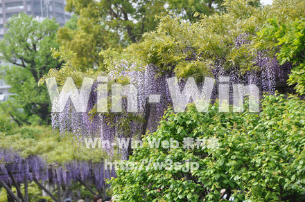 藤の写真素材 W-000183