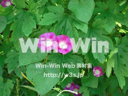 あさがおの写真素材 W-000052