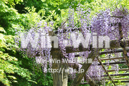 藤の写真素材 W-000205