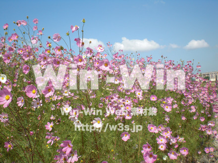 コスモスの写真素材 W-001246