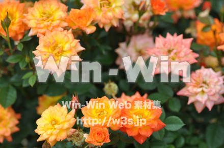 バラの写真素材 W-001333