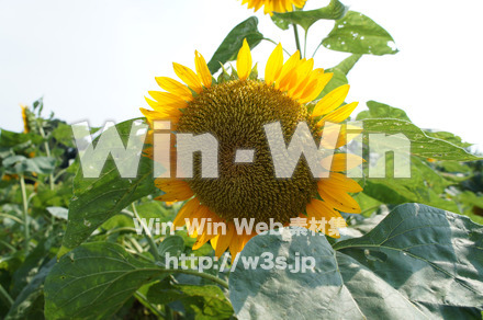 ひまわりの写真素材 W-000074