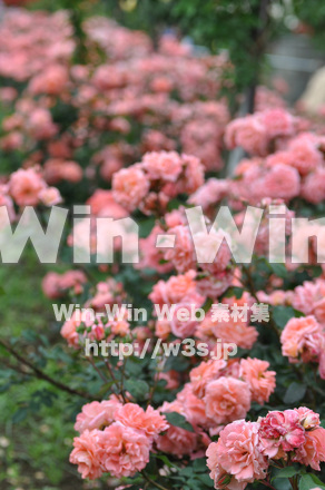 バラの写真素材 W-001392