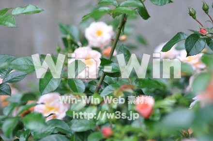 バラの写真素材 W-001327