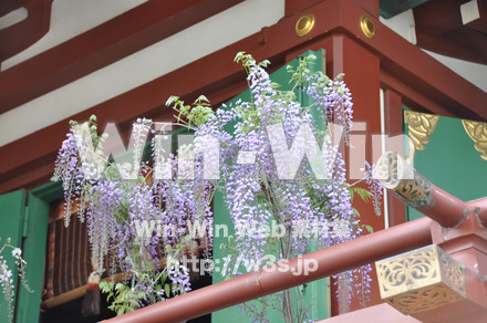 藤の写真素材 W-000176