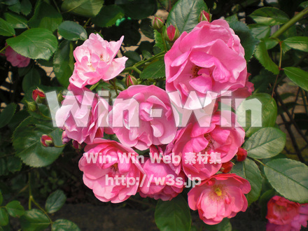 バラの写真素材 W-001359