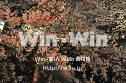 桜の写真素材 W-001444