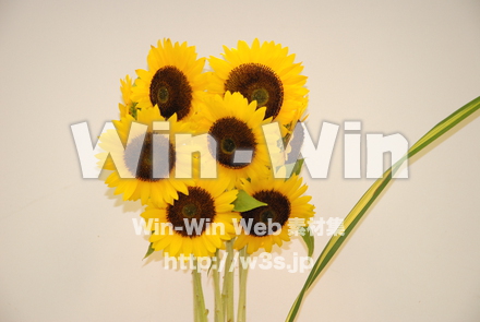 ひまわりの写真素材 W-000106