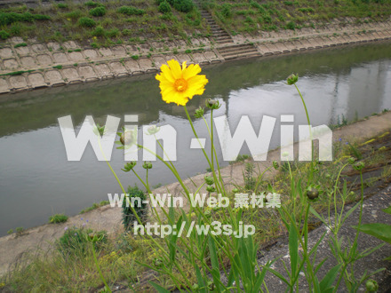 コスモスの写真素材 W-001077