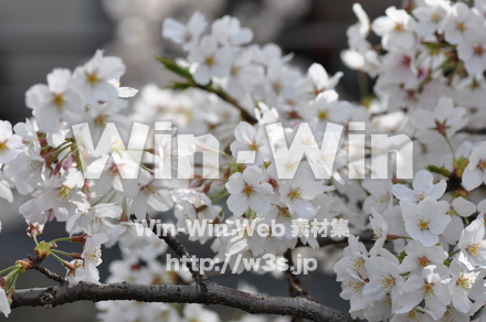 桜の写真素材 W-001465