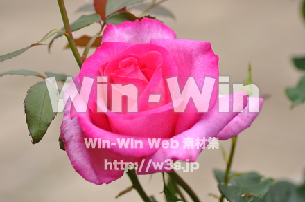 バラの写真素材 W-001319