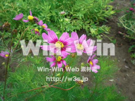 コスモスの写真素材 W-001078