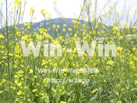 菜の花の写真素材 W-000213